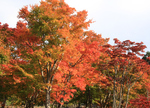 IMG_6563momiji.jpg
